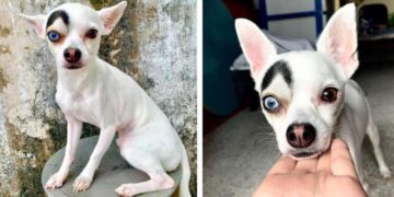 This Rescue Dog With Distinctive Characteristics Is Taking Over The Internet