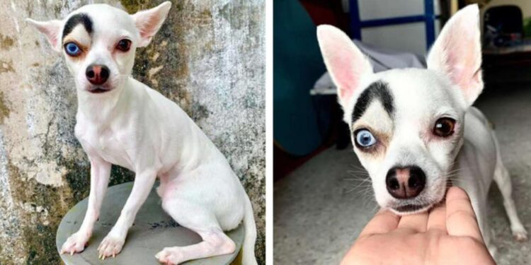 This Rescue Dog With Distinctive Characteristics Is Taking Over The Internet