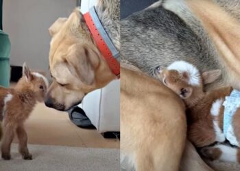 Tiny Baby Goat Meets Big Dog and Gives a Hug