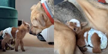 Tiny Baby Goat Meets Big Dog and Gives a Hug