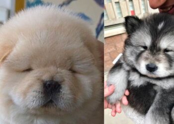 9 Adorable Chubby Animals That Will Steal Your Heart