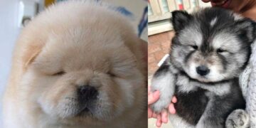 9 Adorable Chubby Animals That Will Steal Your Heart