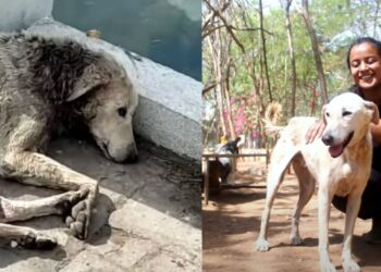 In a World Without Kindness, Only an Angel Could Save This Fallen Stray