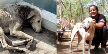 In a World Without Kindness, Only an Angel Could Save This Fallen Stray