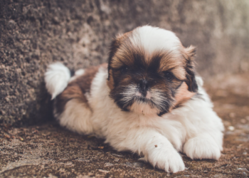 11 Most Affectionate Dog Breeds