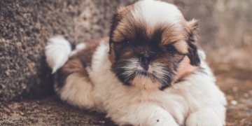 11 Most Affectionate Dog Breeds