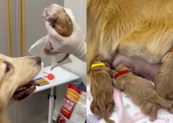 Mama Dog Overjoyed to Meet Her Puppies
