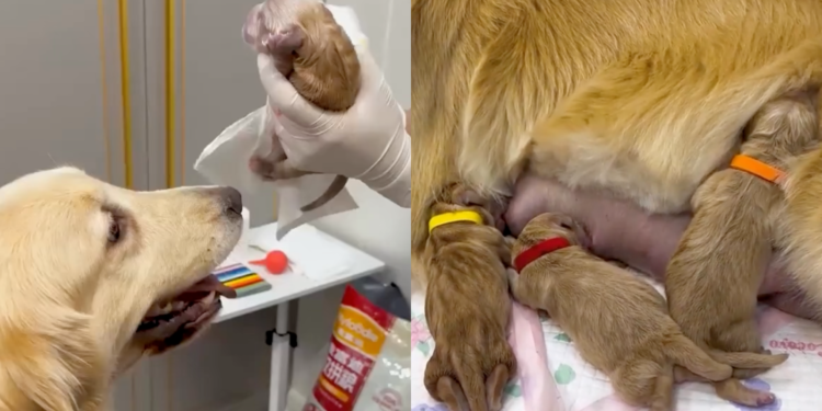 Mama Dog Overjoyed to Meet Her Puppies