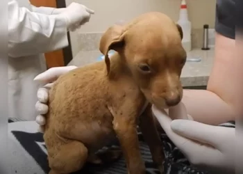 See 1.8-Pound Pit Bull Puppy Grow Into a Big Dog!