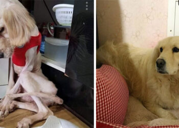 15 Dog Pictures Before & After Their Adoption Transformation