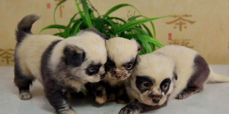 These Cute Puppies Resemble Tiny Panda Cubs Perfectly
