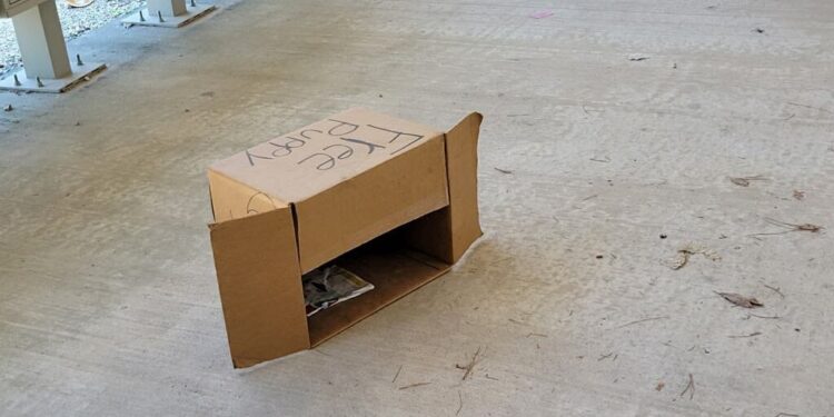 Texas Resident Finds A Box At The Post Office Saying ‘Free Puppy’.