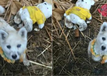 Woman Arrives to Assist Abandoned Pup, Yet It Refuses to Leave Without Its Teddy Bear.