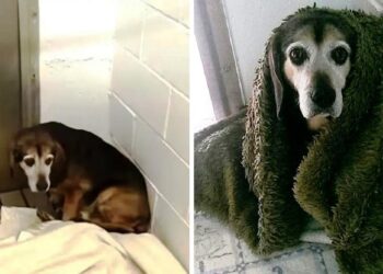 After 764 Days Away, Dad Wonders If His Old Dog Will Remember Him.