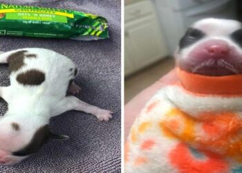 From Granola Bar-Sized Pup to Unrecognizable Transformation: The Remarkable Journey of an Abandoned Puppy