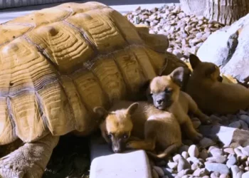 These Adorable Abandoned Puppies Form a Bond with a Lonely Giant Tortoise