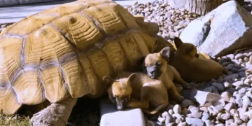 These Adorable Abandoned Puppies Form a Bond with a Lonely Giant Tortoise