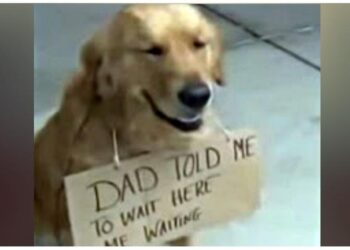 Dog Seen Outside Shop Alone With A Sign On Its Neck.
