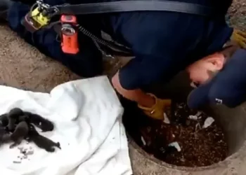 Firefighters Saved What They Thought Were Puppies, But Got a Surprise Instead.