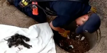 Firefighters Saved What They Thought Were Puppies, But Got a Surprise Instead.