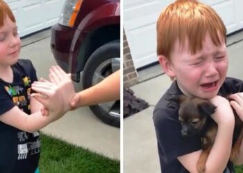 Young Boy Saves for a Puppy; Grandma Surprises Him with a Heartwarming Gesture.