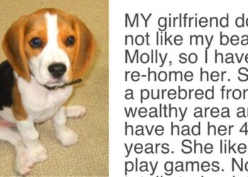 Girlfriend Presents Partner with a Choice: It’s Either the Dog or Her