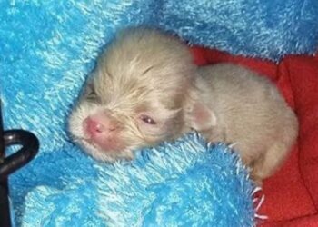 Girl Gets a Tiny White Puppy That Grows Up to Be A ‘Wild Man’