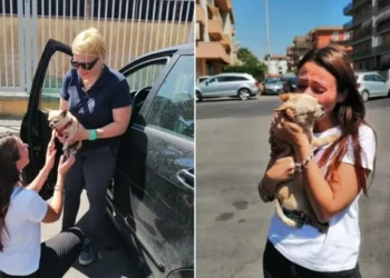 Lost Chihuahua Came Home After 8 Years