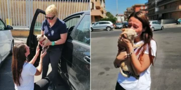 Lost Chihuahua Came Home After 8 Years