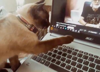 Cat Gets Emotional Seeing Video Of Her Best Friend Who’s Gone