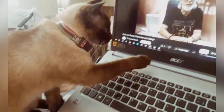 Cat Gets Emotional Seeing Video Of Her Best Friend Who’s Gone