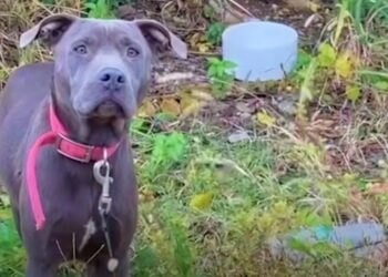 Blue Pit Bull ‘Guarded’ Burrow Hiding Her Precious Stash