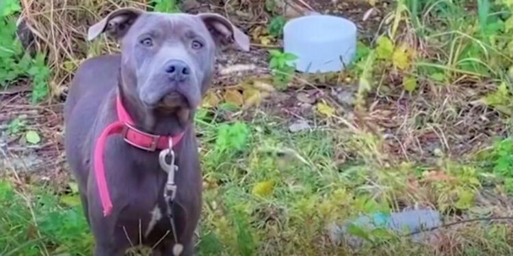 Blue Pit Bull ‘Guarded’ Burrow Hiding Her Precious Stash