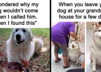 25 Hilarious Memes Every Dog Owner Will Surely Relate To