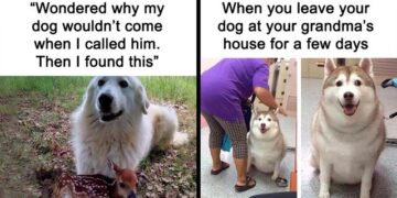 25 Hilarious Memes Every Dog Owner Will Surely Relate To