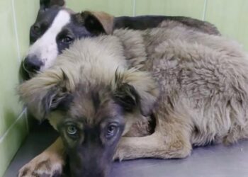 Puppies Bonded Over Shared Scars from Their Past Traumas