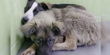Puppies Bonded Over Shared Scars from Their Past Traumas