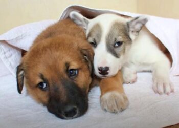 Puppy Leads A Stray ‘Kindred Soul’ Home As Her Owner Once Did