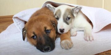 Puppy Leads A Stray ‘Kindred Soul’ Home As Her Owner Once Did