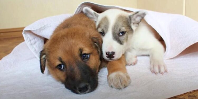 Puppy Leads A Stray ‘Kindred Soul’ Home As Her Owner Once Did