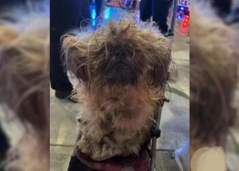 Hidden Under Knotted Fur Was The Most Adorable Pawdorable Face