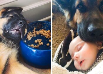 20 Comical Reasons to Reconsider Adopting a German Shepherd