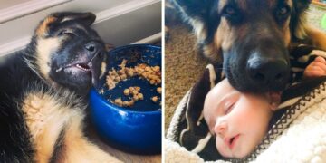 20 Comical Reasons to Reconsider Adopting a German Shepherd