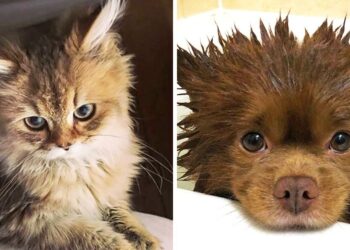 20 Unique Hybrid Animals That Captivated Us With Their Beauty