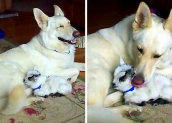 German Shepherd Adopts Pygmy Goat, Cuddling Her as if She’s a Puppy