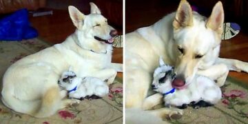 German Shepherd Adopts Pygmy Goat, Cuddling Her as if She’s a Puppy