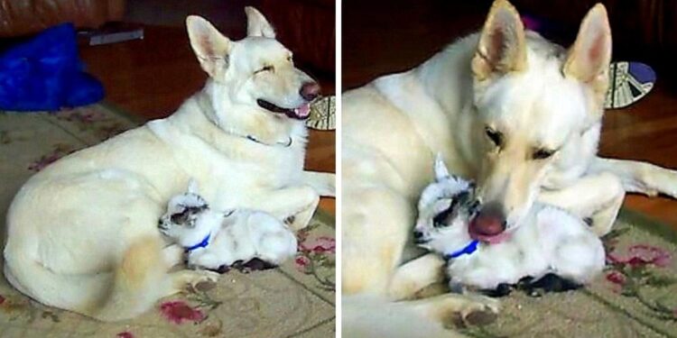 German Shepherd Adopts Pygmy Goat, Cuddling Her as if She’s a Puppy