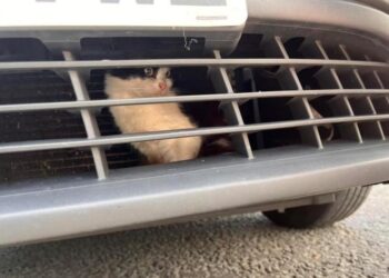 Taxi Driver ‘Gasps In Surprise’ When He Spots A Secret Passenger