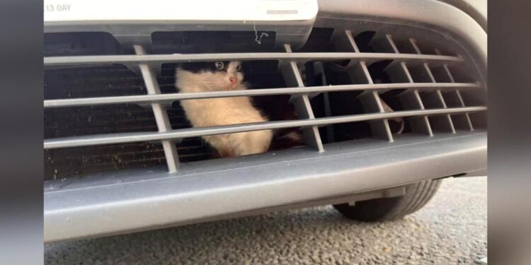 Taxi Driver ‘Gasps In Surprise’ When He Spots A Secret Passenger