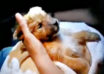 Woman Helps Sick Puppy, Gives It New Life